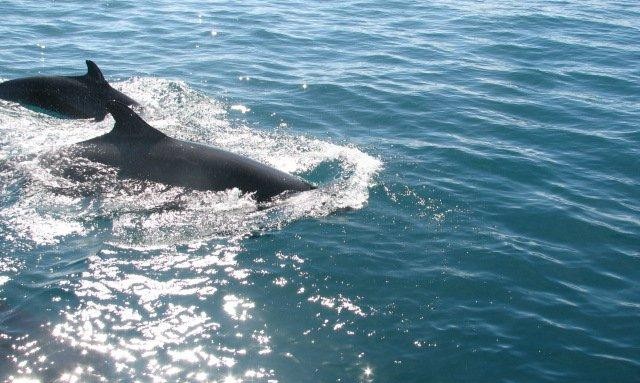 Dolphins