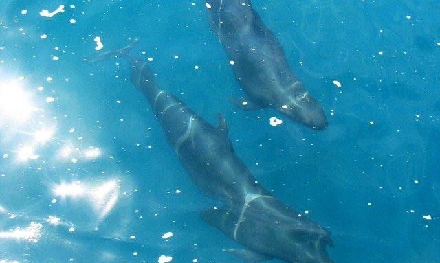 Dolphin Watching from Catamaran