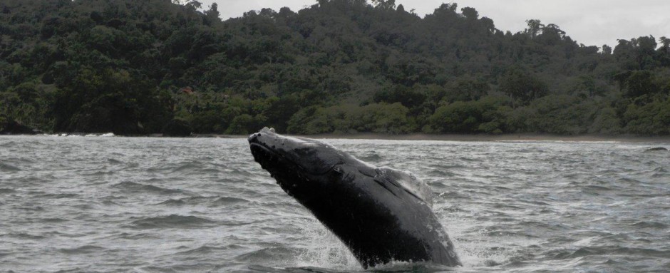 Whale - Manuel Antonio
