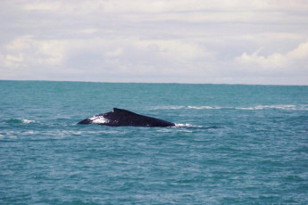 swimming whale Costarica Sea