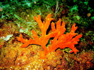 coral naranj