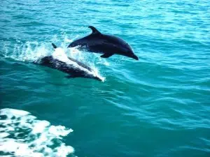 planet dolphin catamaran manuel antonio