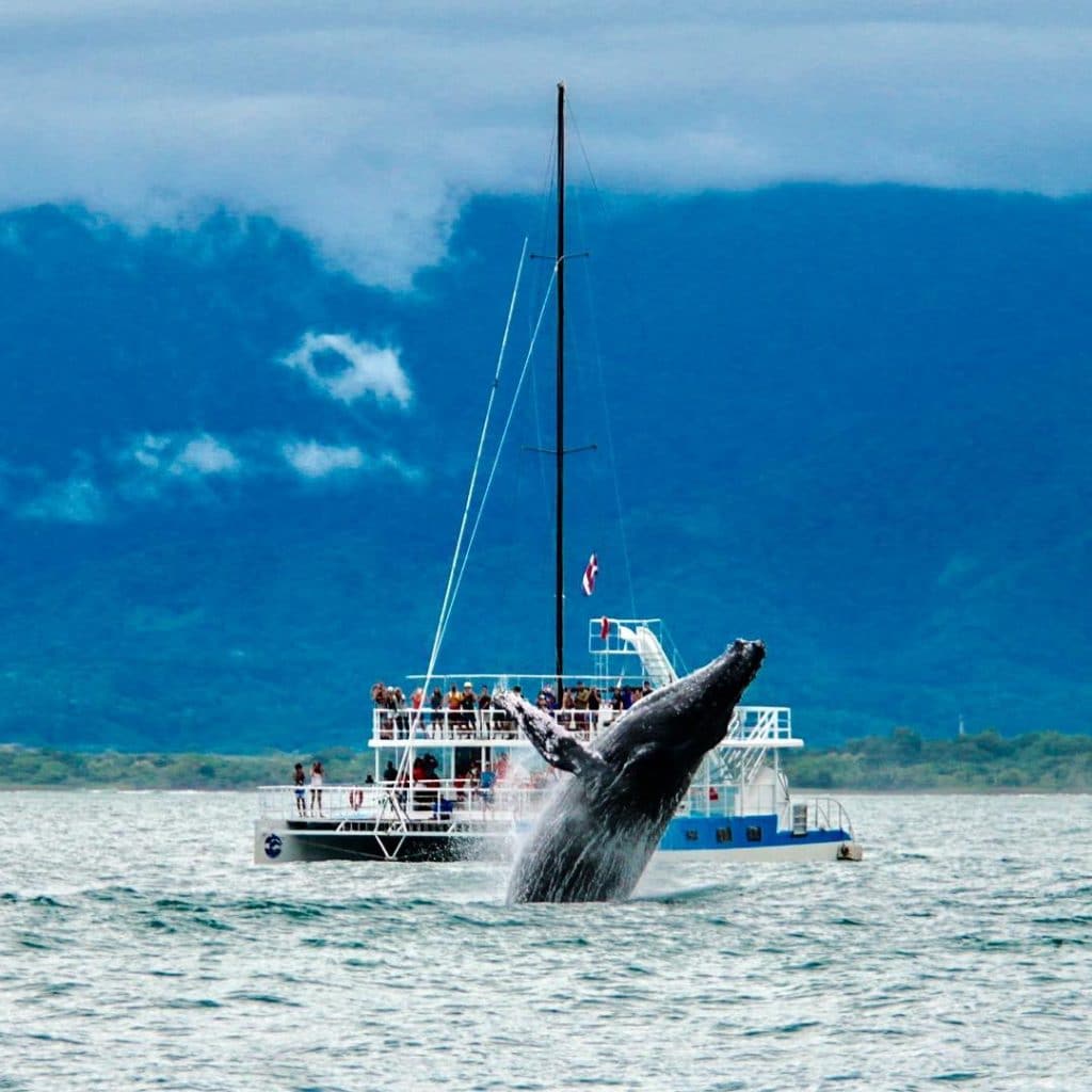 while our catamaran tour, humpback breaching