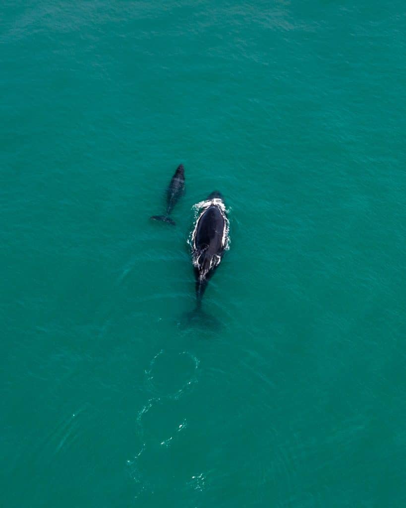 humpback whale and baby swimming in manuel antonio