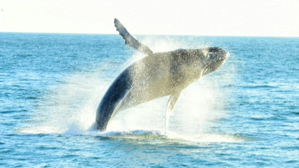 Humpback Whale breaching in Manuel Antonio National Park