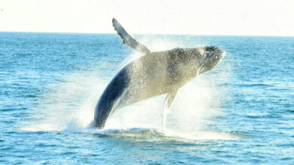 Humpback Whale breaching in Manuel Antonio National Park