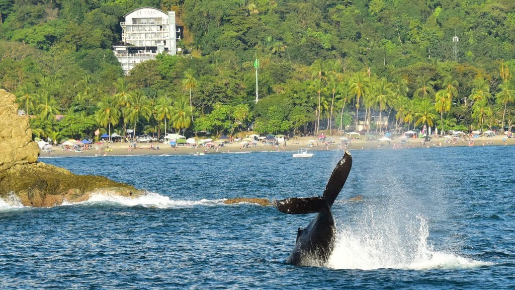 Humpback whale tail in front of Manuel Antonio National Park