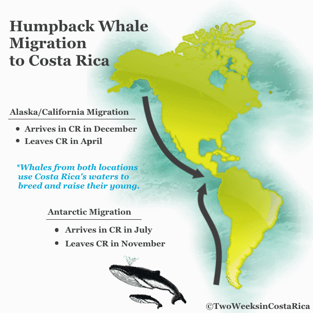 route of humpback whales migration