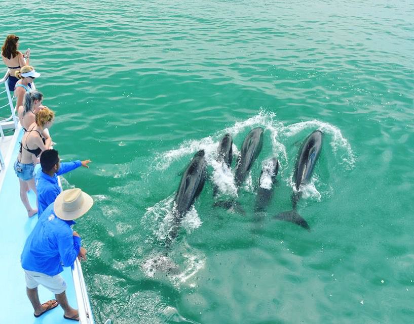 Avistamiento de Delfines Tour Vacacionales Costa Rica
